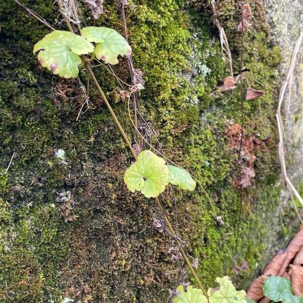 Hydrocotyle sibthorpioides Leaf