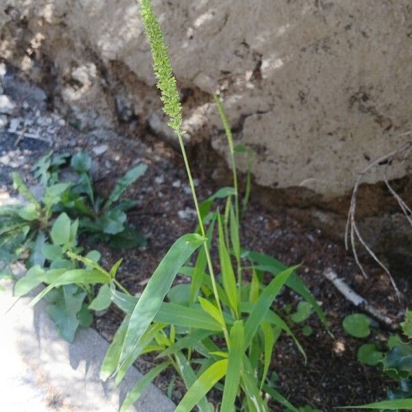 Setaria verticillata Habitus