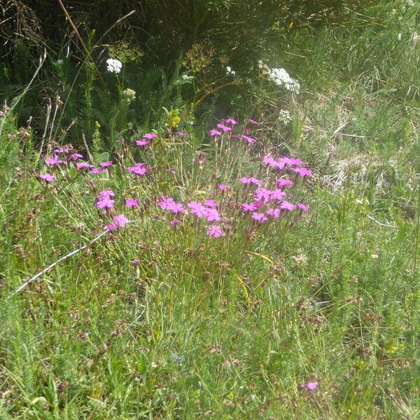 Dianthus deltoides Pokrój