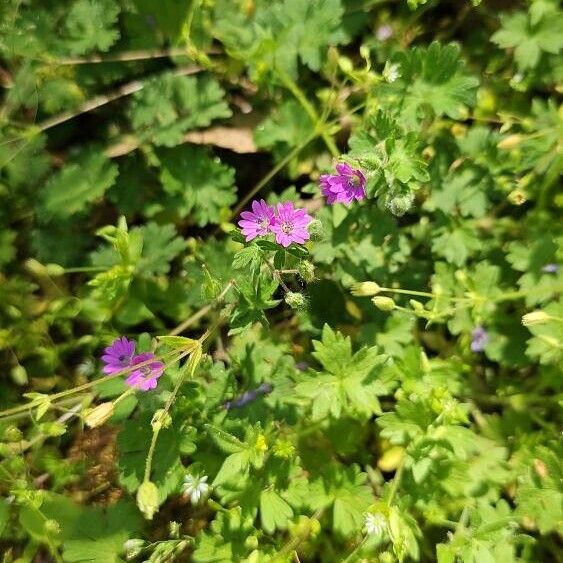 Geranium pusillum Kukka