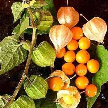 Physalis pubescens Cvet