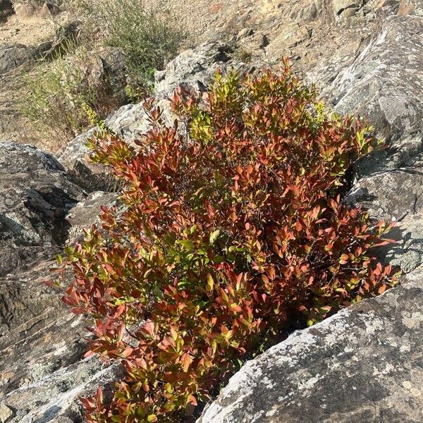 Gaylussacia baccata Hoja