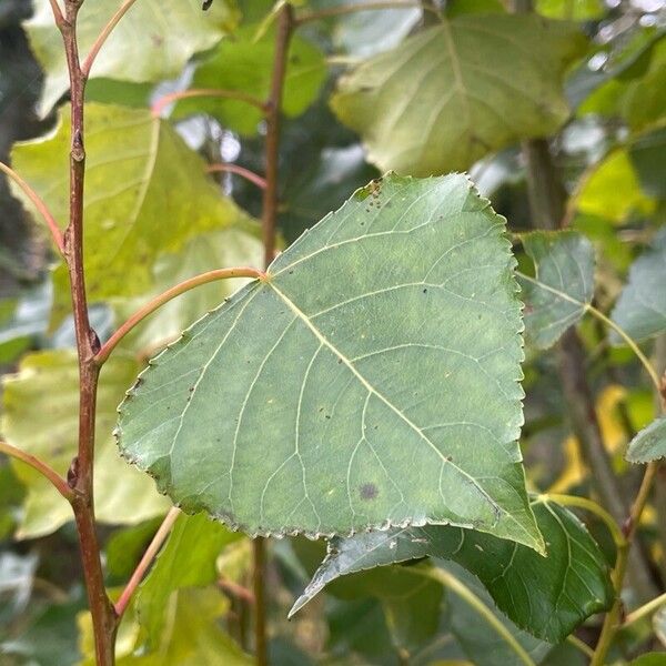 Populus nigra 葉