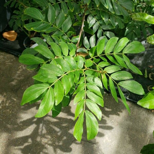 Calliandra haematocephala Φύλλο