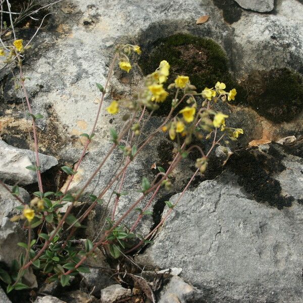 Helianthemum cinereum Blatt