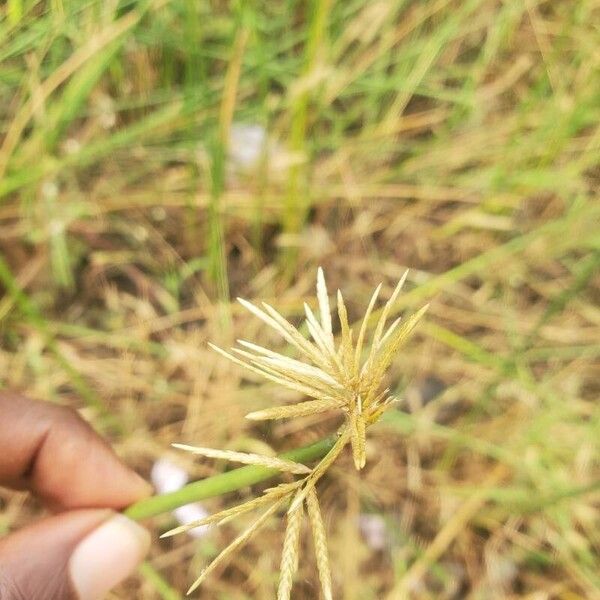 Cyperus articulatus 花