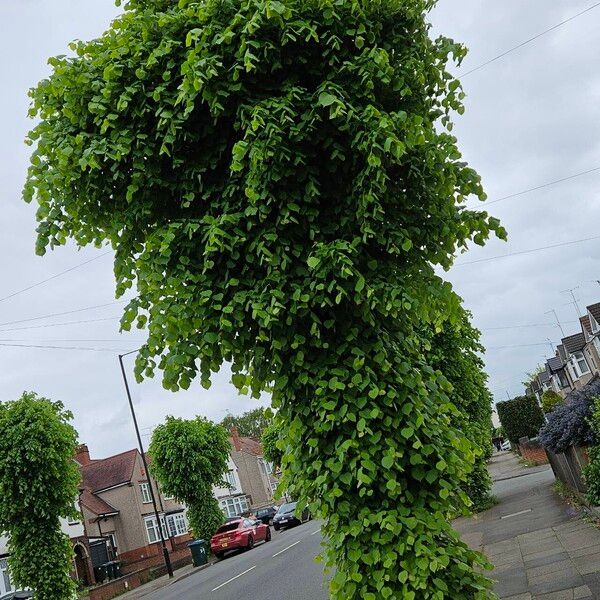 Tilia × europaea عادت