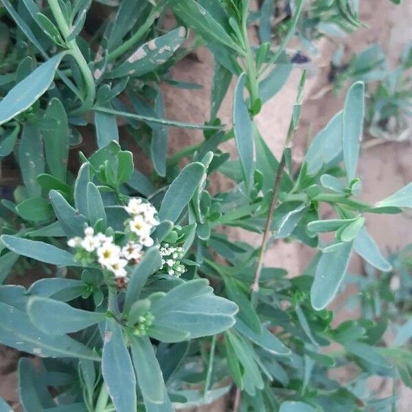 Heliotropium curassavicum Flower