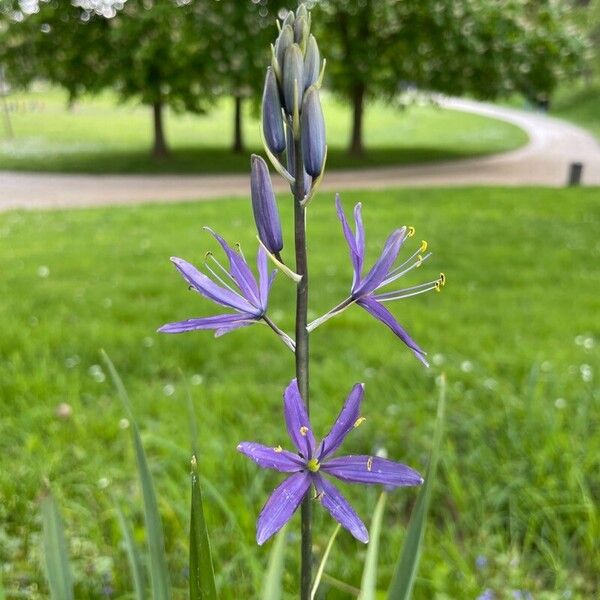 Camassia quamash Çiçek