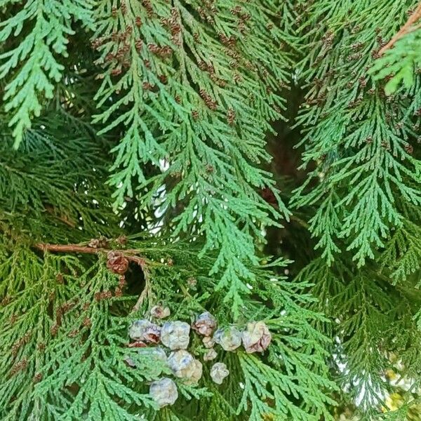 Chamaecyparis lawsoniana Blatt