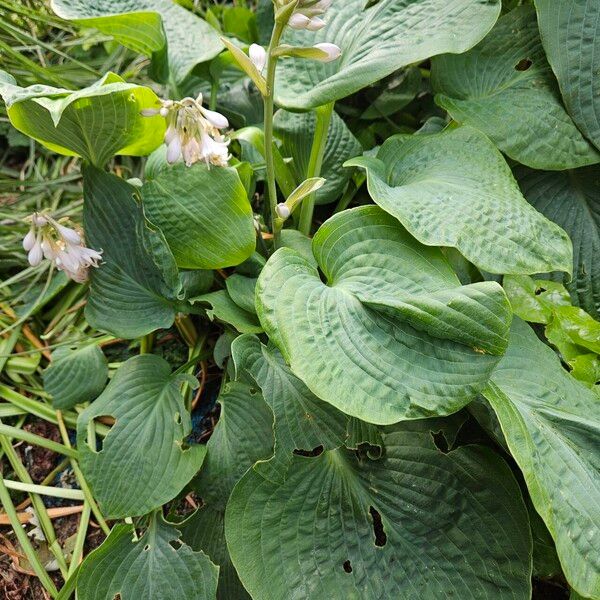 Hosta sieboldiana Yeri