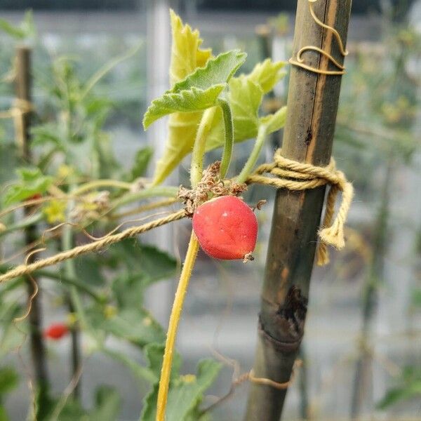 Corallocarpus bainesii Fruit