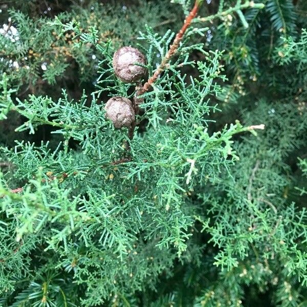 Cupressus arizonica Leaf