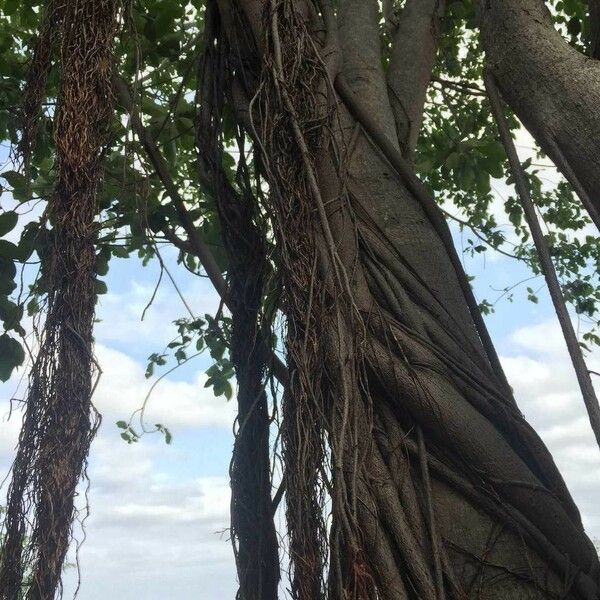 Ficus thonningii Habit