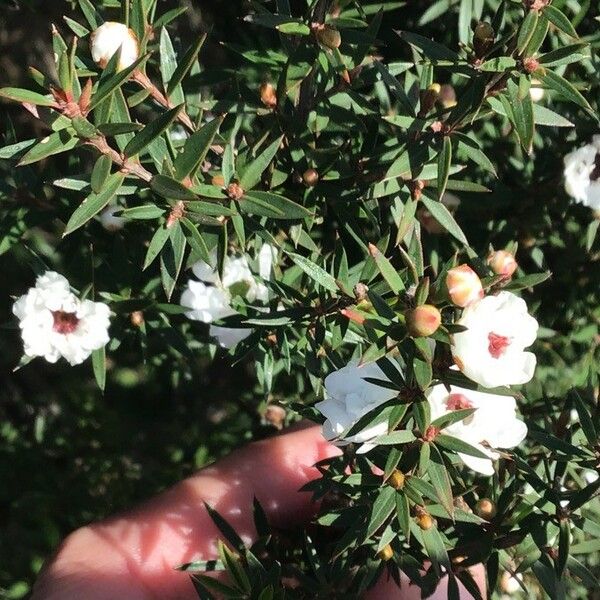 Leptospermum scoparium Květ