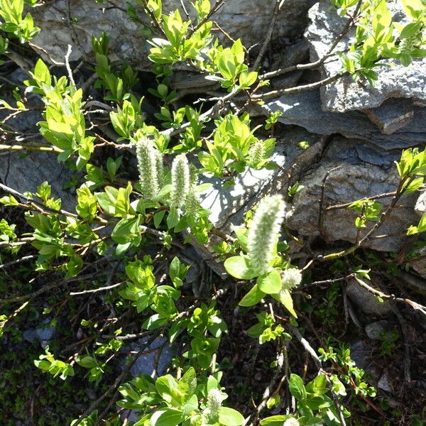 Salix petrophila Blatt