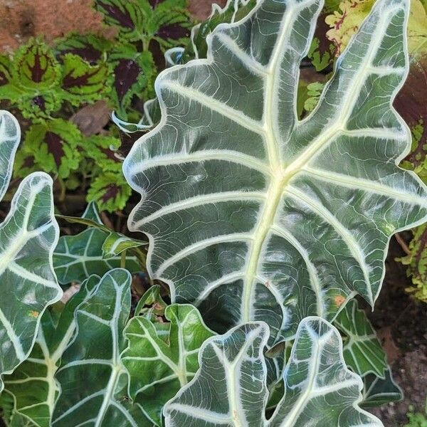 Alocasia sanderiana Φύλλο