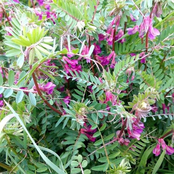 Vicia pannonica ഇല