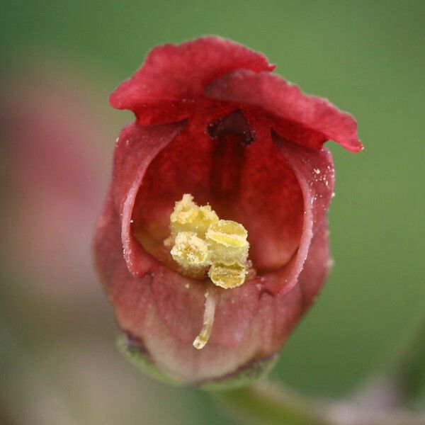 Scrophularia californica Λουλούδι