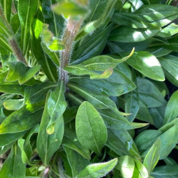 Erigeron speciosus Leaf