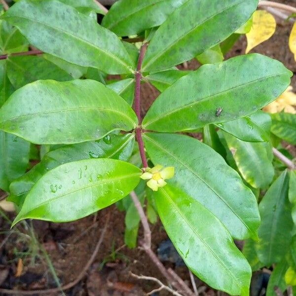 Allamanda cathartica 葉