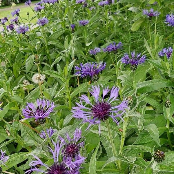 Centaurea triumfettii 花