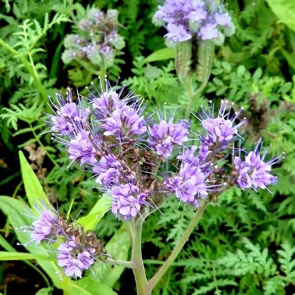 Phacelia tanacetifolia 花