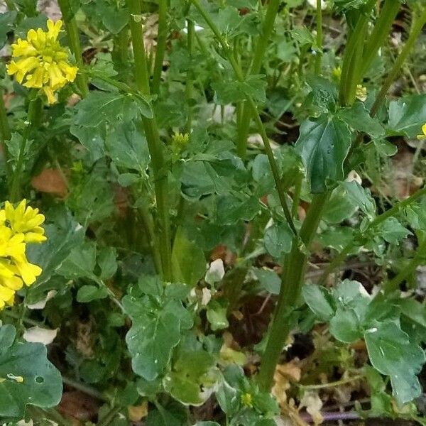 Barbarea vulgaris Fulla