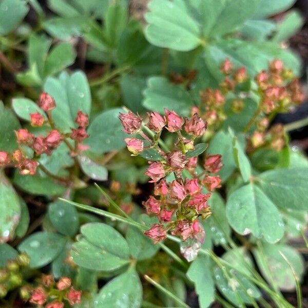 Sibbaldia procumbens Flower