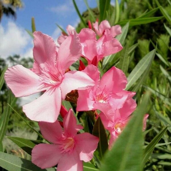 Nerium oleander Květ