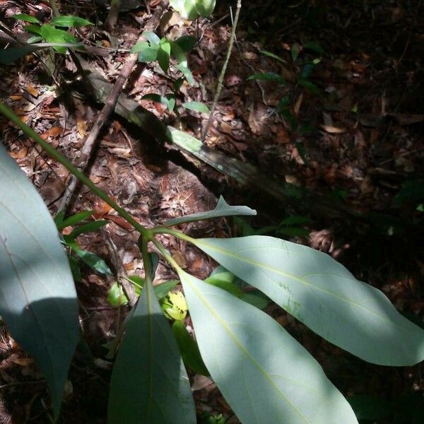 Actinodaphne borneensis Leaf