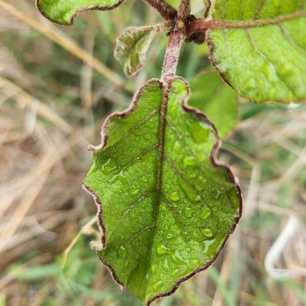 Lannea triphylla Frunză