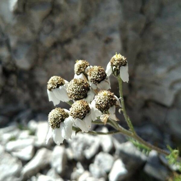 Achillea atrata Flor