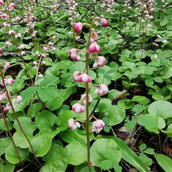 Pyrola asarifolia Fiore