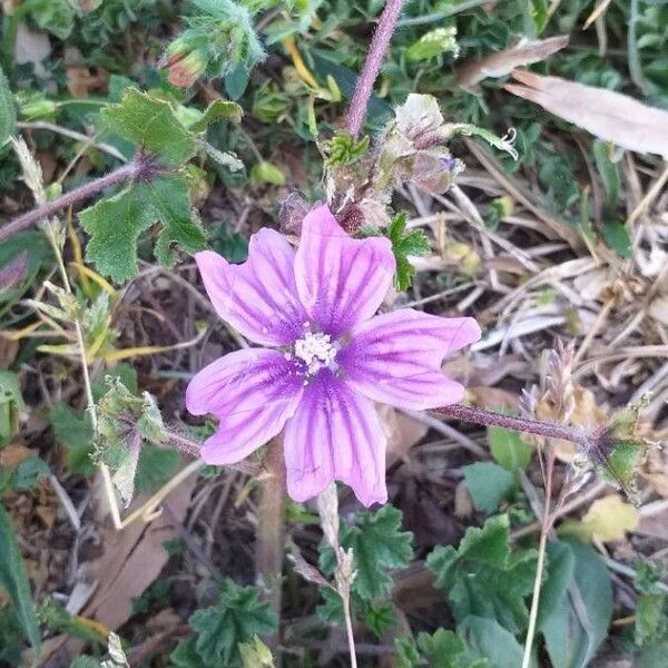 Malva sylvestris Blüte