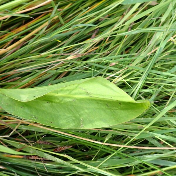 Alisma plantago-aquatica Liść