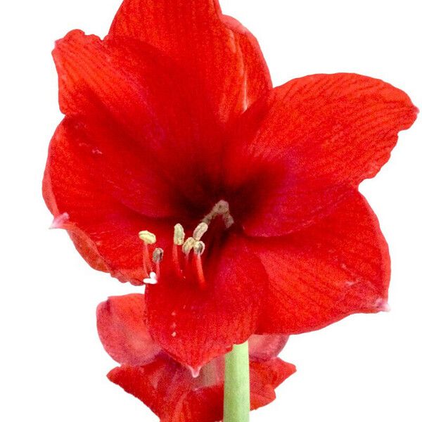 Hippeastrum reginae Flower