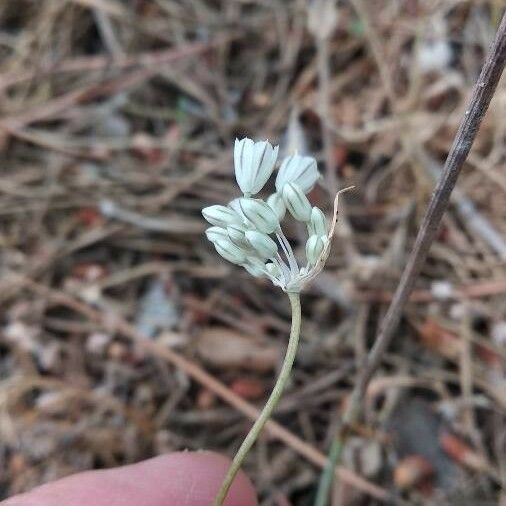 Allium paniculatum Λουλούδι