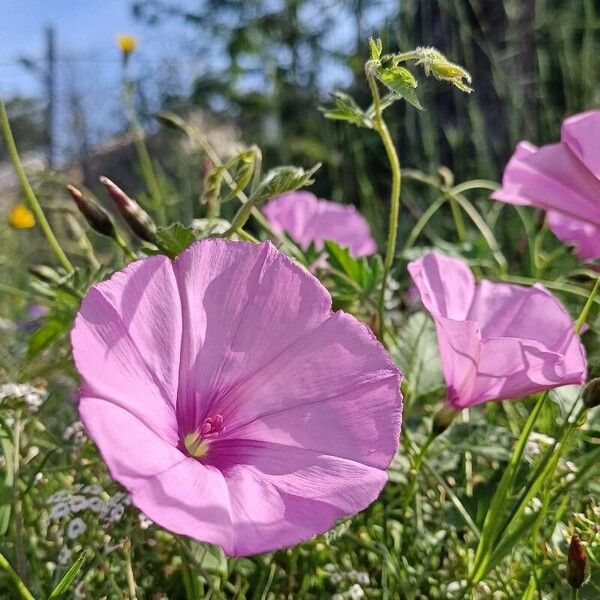 Ipomoea sagittata Blüte