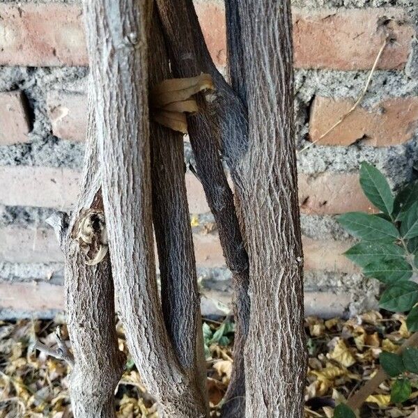 Wisteria frutescens Rinde