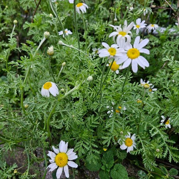 Anthemis cotula Habitat