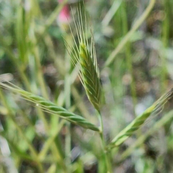 Brachypodium distachyon Kvet