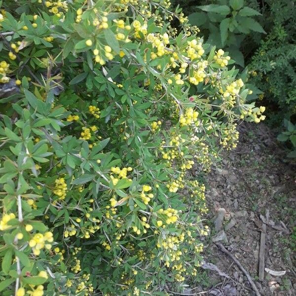 Berberis aristata 花