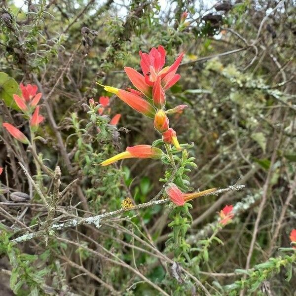 Castilleja tenuiflora Blüte