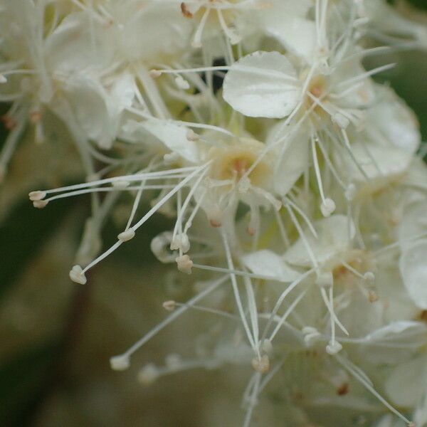 Sorbaria kirilowii Flower