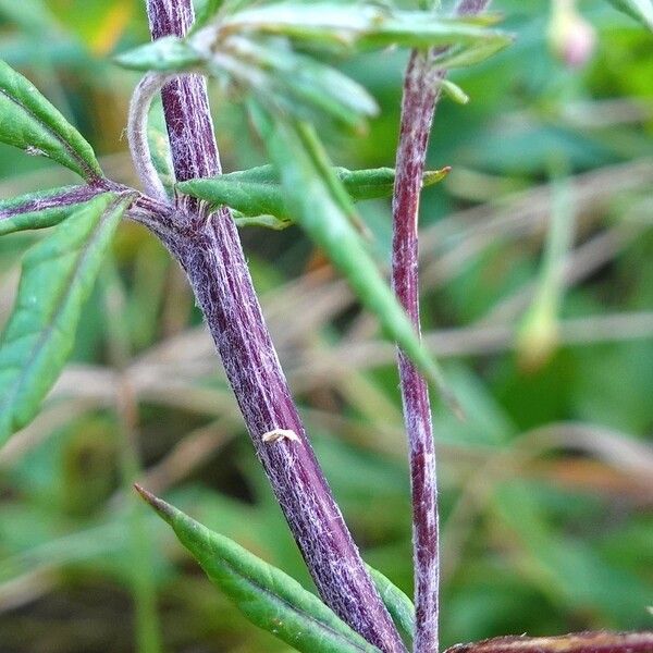 Artemisia vulgaris Corteza