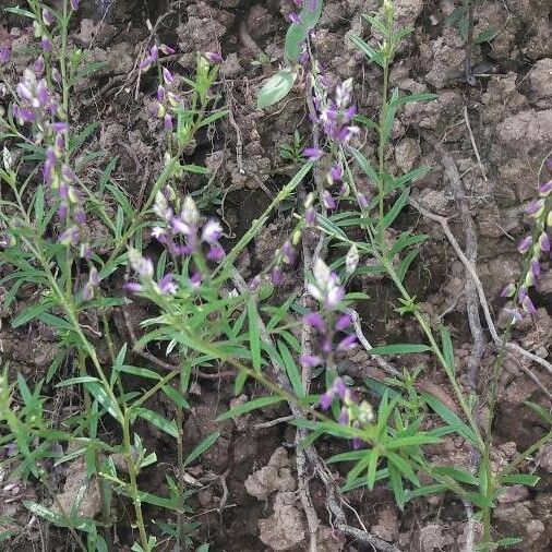 Polygala paniculata Cvet