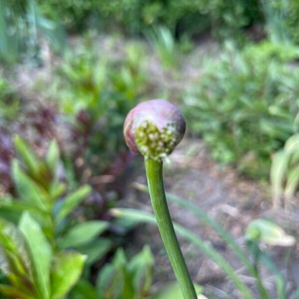 Allium flavum Blüte