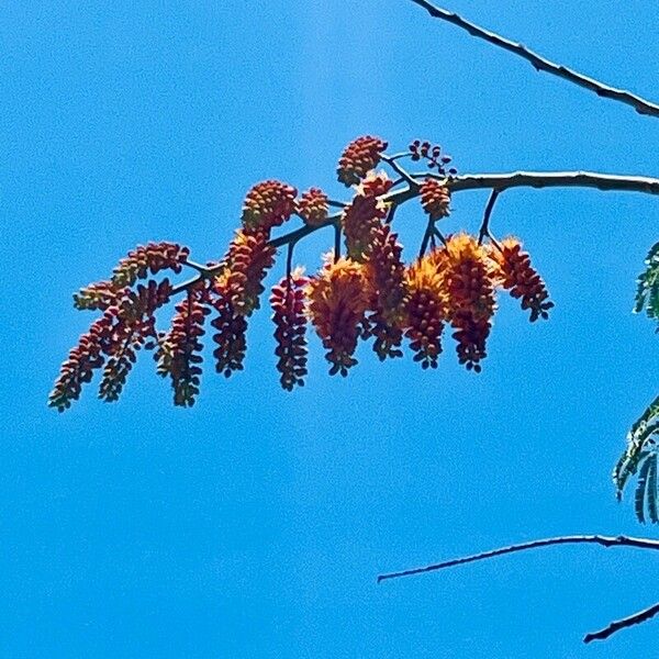 Colvillea racemosa Lorea