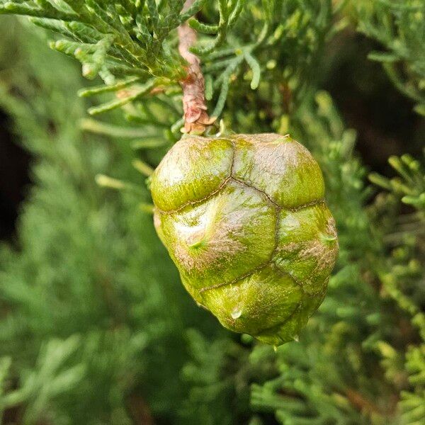 Cupressus sempervirens Fruit